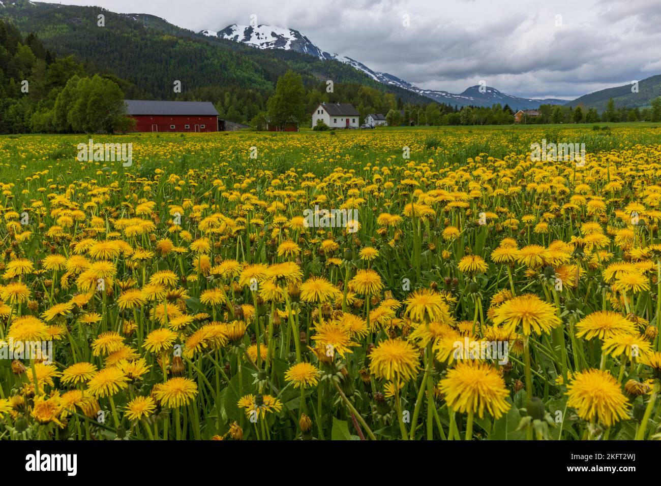 Weide mit Nelken-Blüten, Innerdalen, Norwegen, Europa Stockfoto