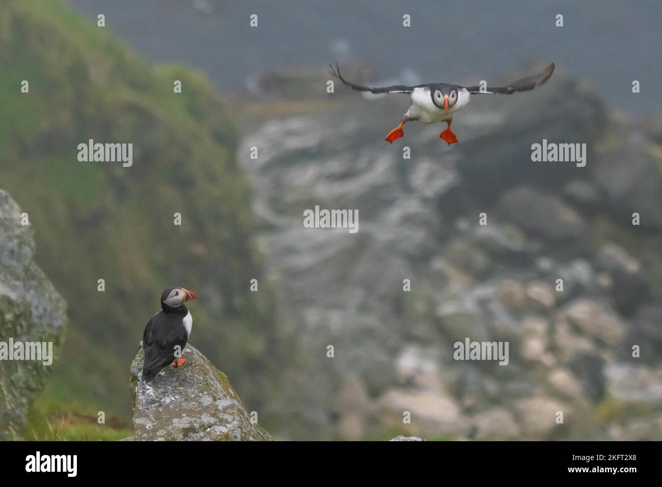 Puffin (Fratercula Arctica) über den Landanflug auf der Vogelinsel Runde, Norwegen, Europa Stockfoto