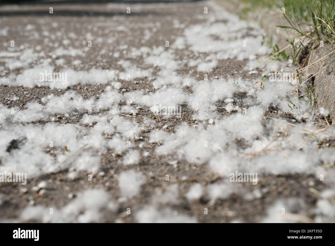 Medizin- und Brandgefahr. Weiße Pappelflaum liegt auf dem Asphalt. Stockfoto