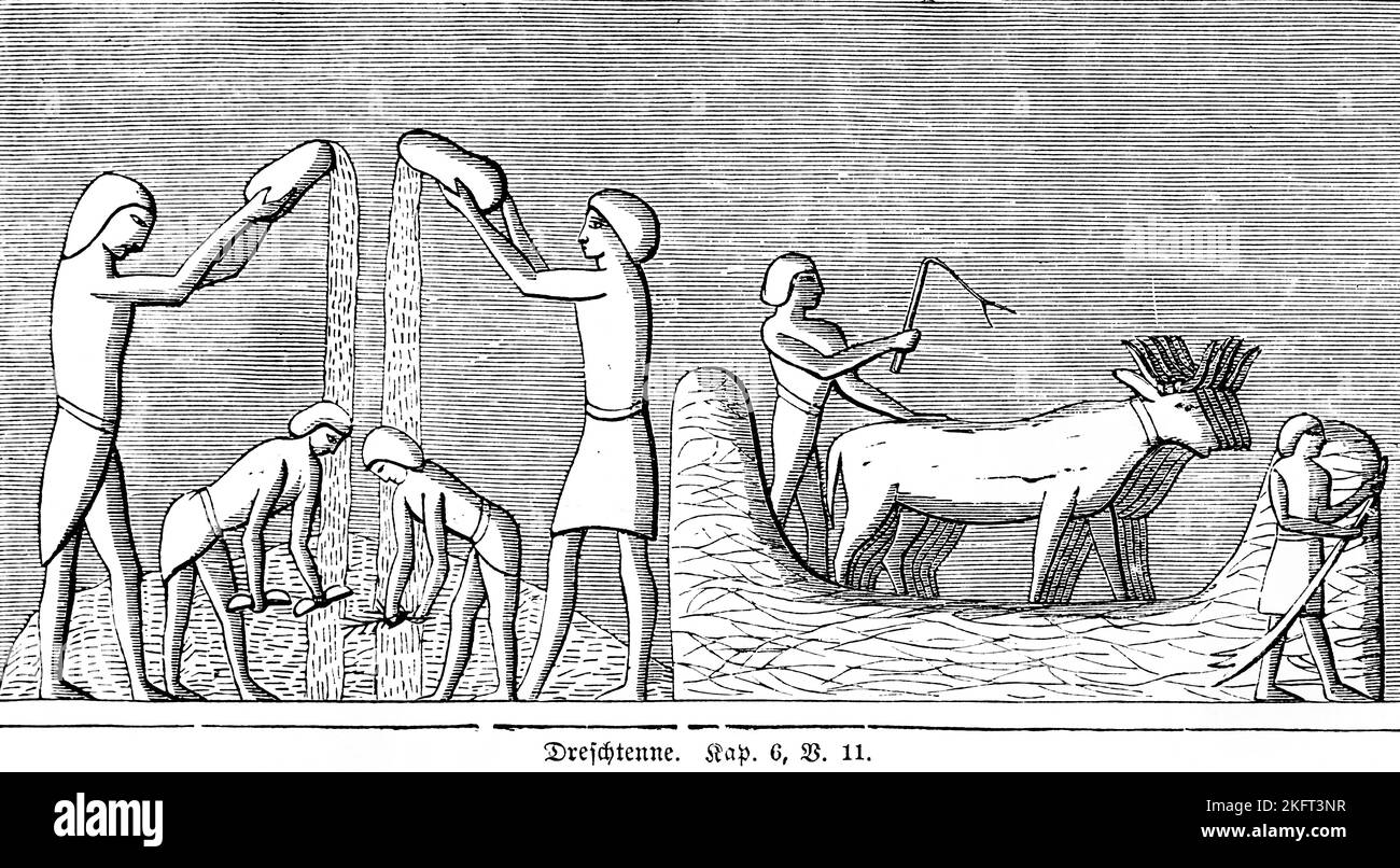 Dreschegge, Landwirtschaft, Getreide, Dreschen, Arbeiter, Zugtiere, Feld, Korn, Engel, Offenbarung, Stadt Ophra, Gideon, Eiche, Joash, Weizen, Stockfoto