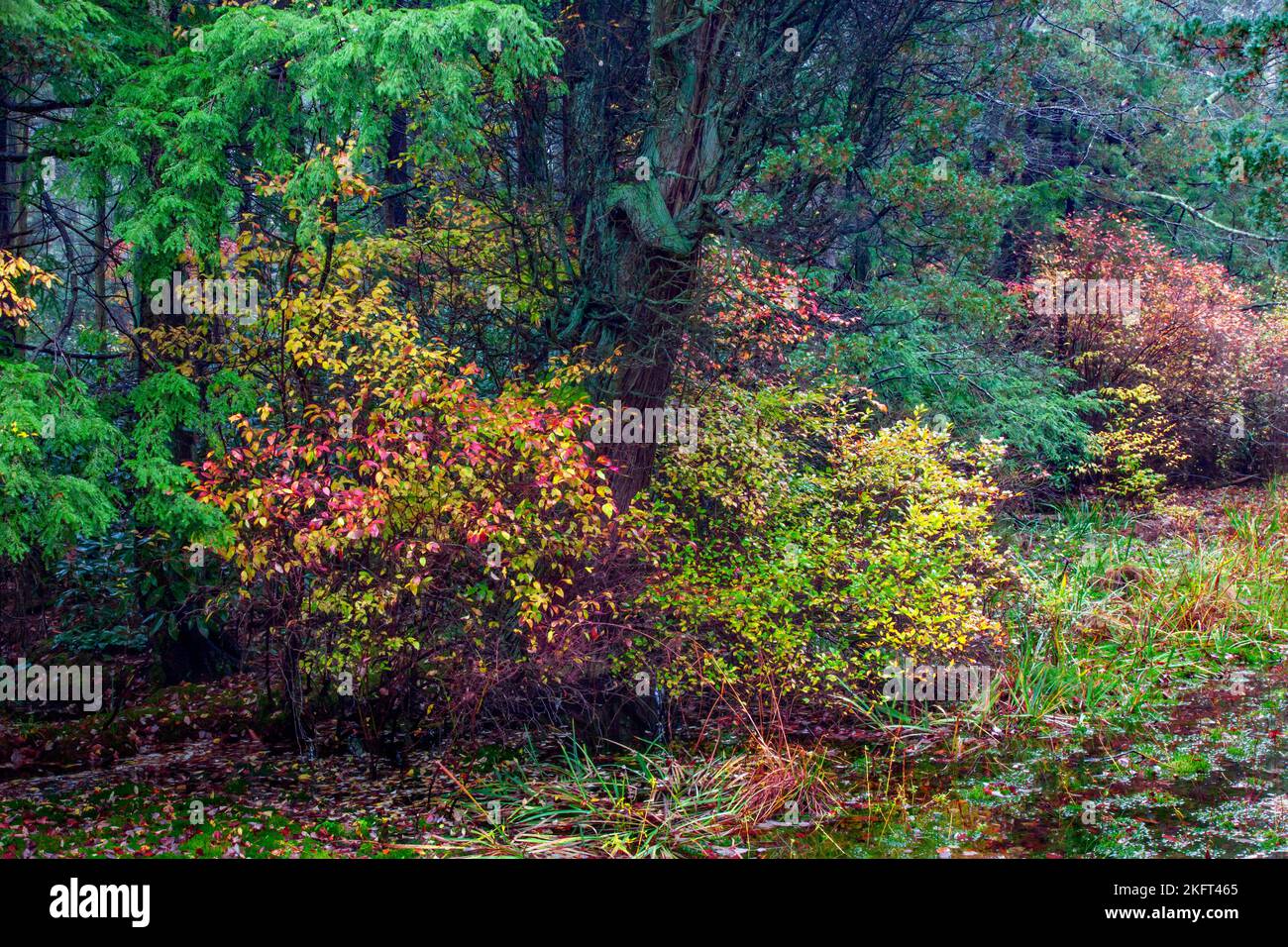 Ein seltenes Sumpfmoor aus Atlabtic White Cedar befindet sich im Gebiet Dryder Kyser Naryral im High Point State Park, New Jersey, bei einer Höhenlage von 1.500 Fuß Stockfoto