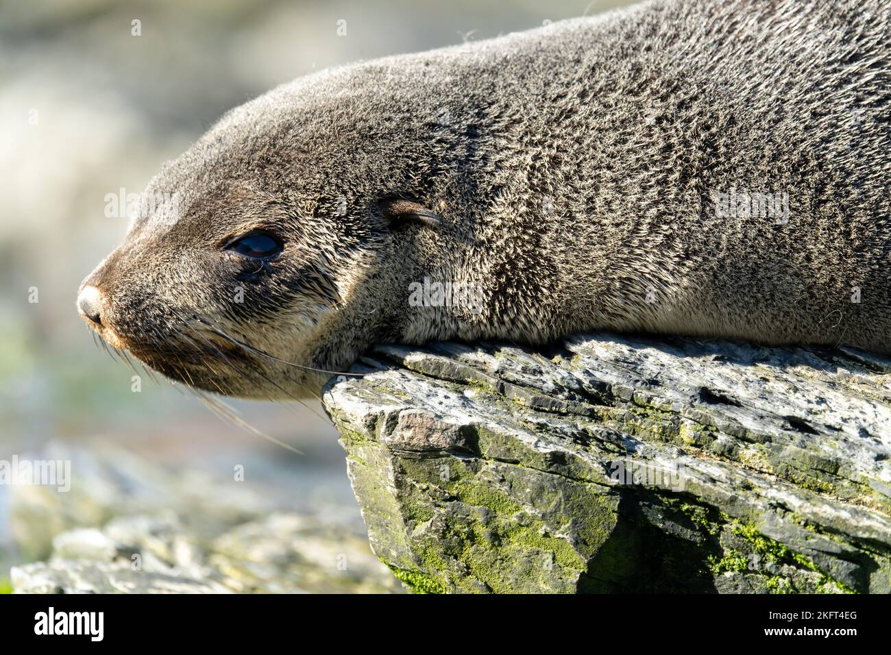 Jungtiere antarktische Pelzrobbe (Arctocephalus gazella) auf der Insel Südgeorgien in ihrer natürlichen Umgebung Stockfoto