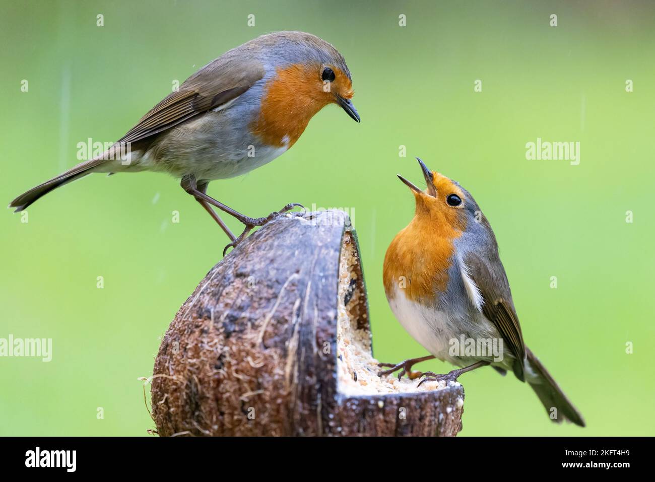 Zwei europäische Robin [ Erithacus rubecula ], die auf einem fetten und mit Samen gefüllten Kokospaltenfutterhäuschen mit unscharf grünem Hintergrund thronten und kämpften Stockfoto