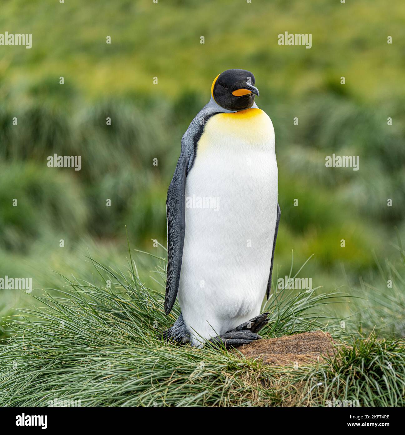 Einzel-King-Pinguin King-Pinguin (APTENODYTES PATAGONICUS) in Südgeorgien vor grünem Lumpengras - Hintergrund Stockfoto