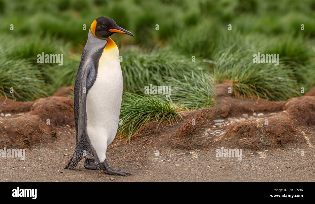 Einzel-King-Pinguin King-Pinguin (APTENODYTES PATAGONICUS) in Südgeorgien vor grünem Lumpengras - Hintergrund Stockfoto