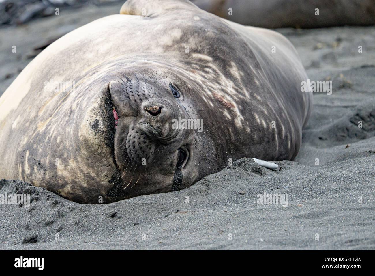 Südgeorgien - wo Königspinguine und Elefantenrobben gute Nacht sagen - südliche Elefantenrobbe (Mirounga Leponin) liegt entspannt am Ufer im Sand Stockfoto