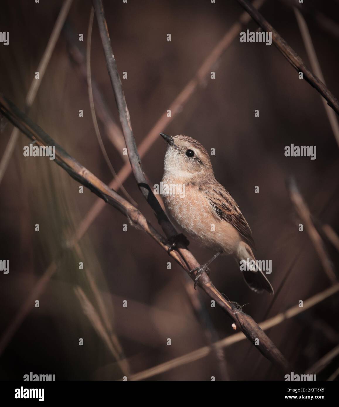 Gemeiner Steinechat (weiblich).Dieses Foto wurde aus bangladesch aufgenommen. Stockfoto