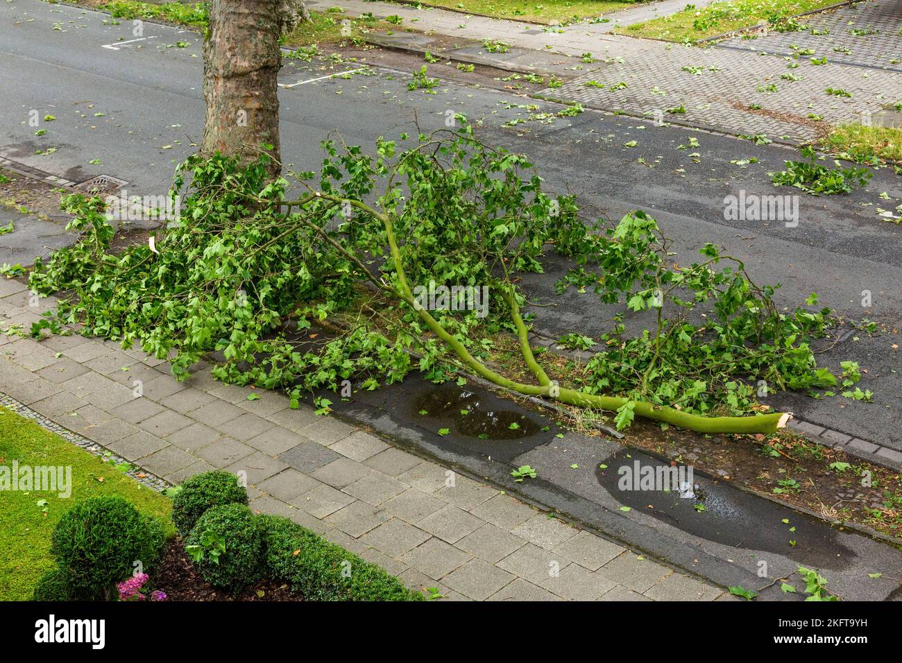 Baumschäden durch Unwetter in NRW am 30.06.2022, Gewitter mit Stürmen und Starkregen, Sturmschäden, gebrochener Ast eines Platanenbaums an der Wilhelm-Straße in Oberhausen-Sterkrade, Oberhausen, Ruhrgebiet, Nordrhein-Westfalen, NRW, Deutschland Stockfoto
