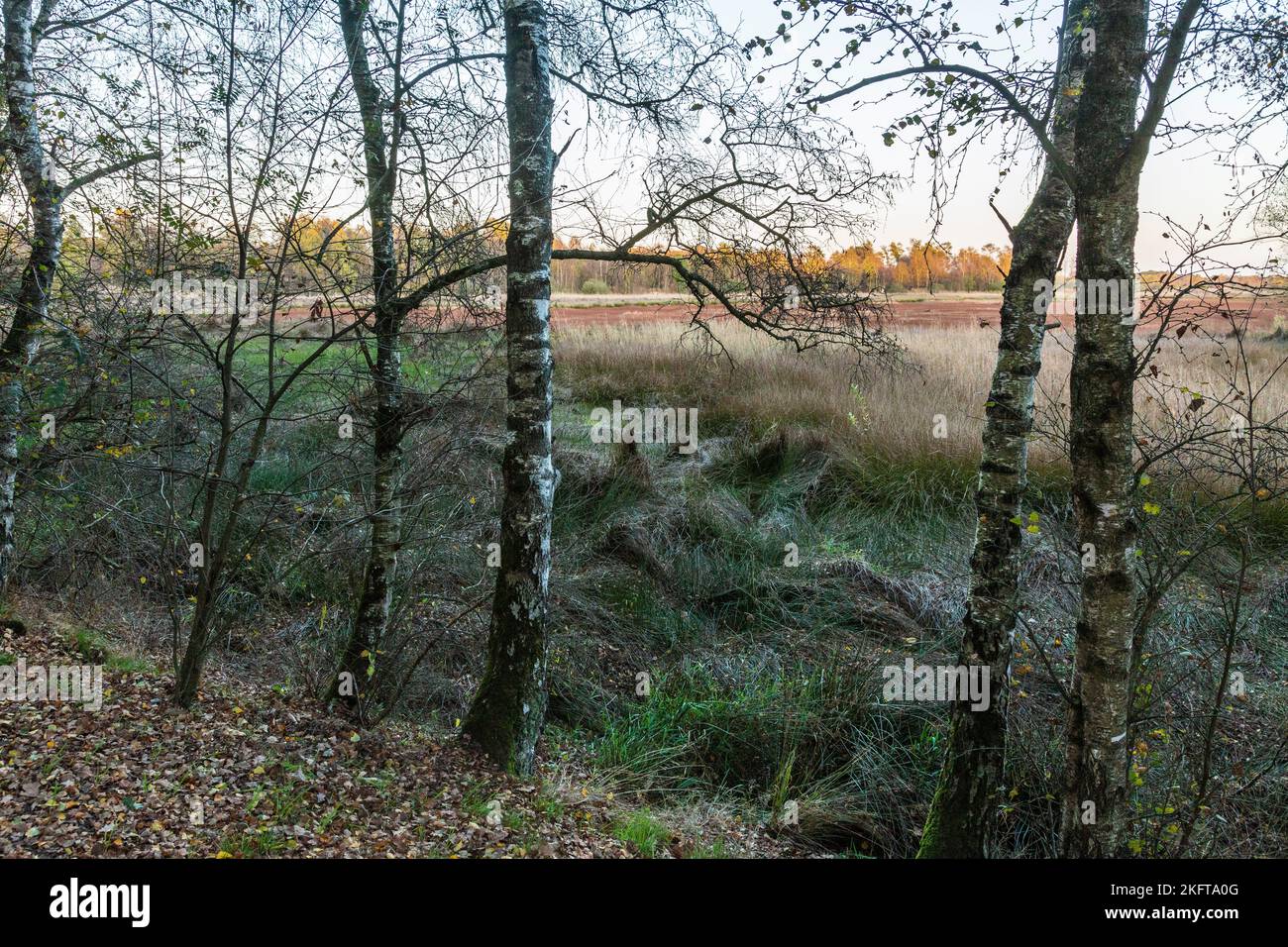 Deutschland, Vreden, Berkel, Westmuensterland, Münsterland, Westfalen, Nordrhein-Westfalen, NRW, Vreden-Zwillbrock, Zwillbrock Fens, Entstanden aus einem Hügelmoor, Naturschutzgebiet, Landschaft, Birken, Gräser, Abendstimmung Stockfoto