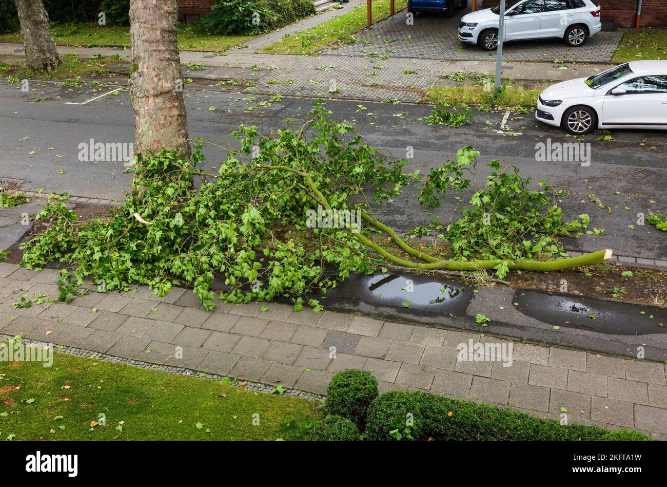 Baumschäden durch Unwetter in NRW am 30.06.2022, Gewitter mit Stürmen und Starkregen, Sturmschäden, gebrochener Ast eines Platanenbaums an der Wilhelm-Straße in Oberhausen-Sterkrade, Oberhausen, Ruhrgebiet, Nordrhein-Westfalen, NRW, Deutschland Stockfoto