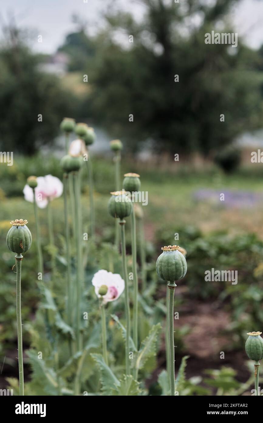 Vertikales Foto. Im Garten wächst Mohn mit grünen Köpfen. Schlafender Mohn. Stockfoto