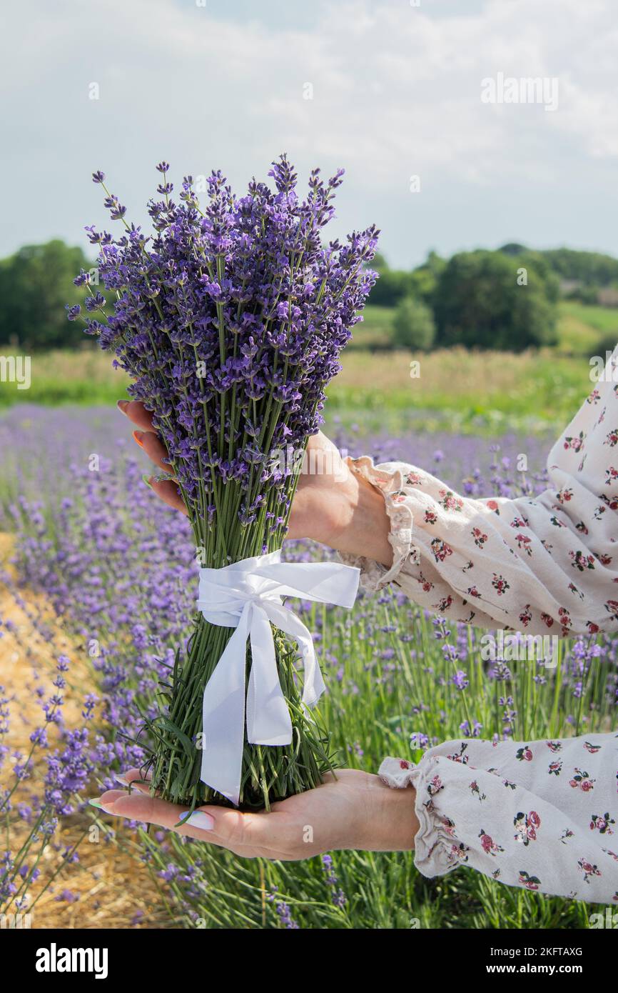 Vertikales Foto.Eine Frau in einem hellen Kleid hält einen Strauß gesammelten Lavendels in ihren Händen. Blühender Lavendel im Sommer. Stockfoto