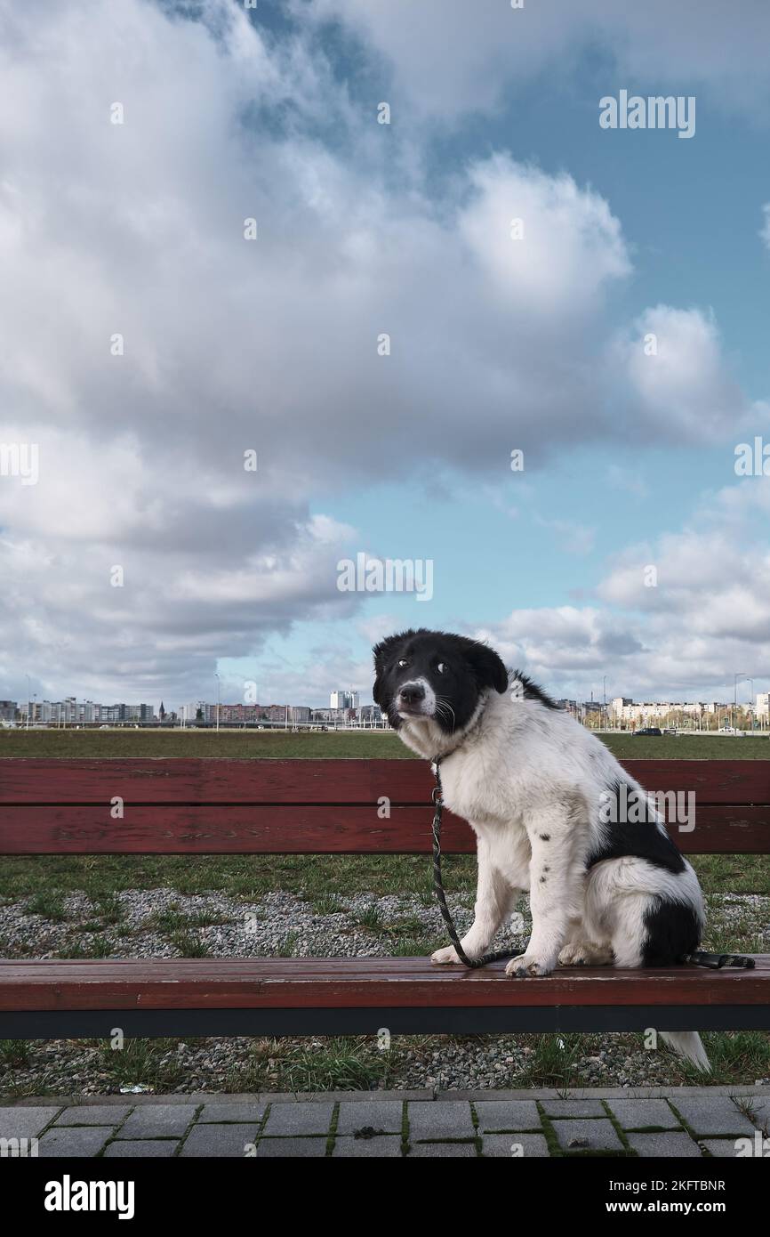 Border Collie Dog im Park unter bewölktem Himmel Stockfoto
