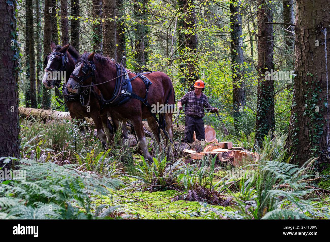 Zwei, arbeitende, schwere Pferde in einer Pinienforstplantage, die darauf warten, einen Baumstamm zu entfernen. Ihr Besitzer sorgt dafür, dass alles sicher ist. Stockfoto Zwei, arbeitende, schwere Pferde in einer Pinienforstplantage, die darauf warten, einen Baumstamm zu entfernen. Ihr Besitzer sorgt dafür, dass alles sicher ist. Stockfoto