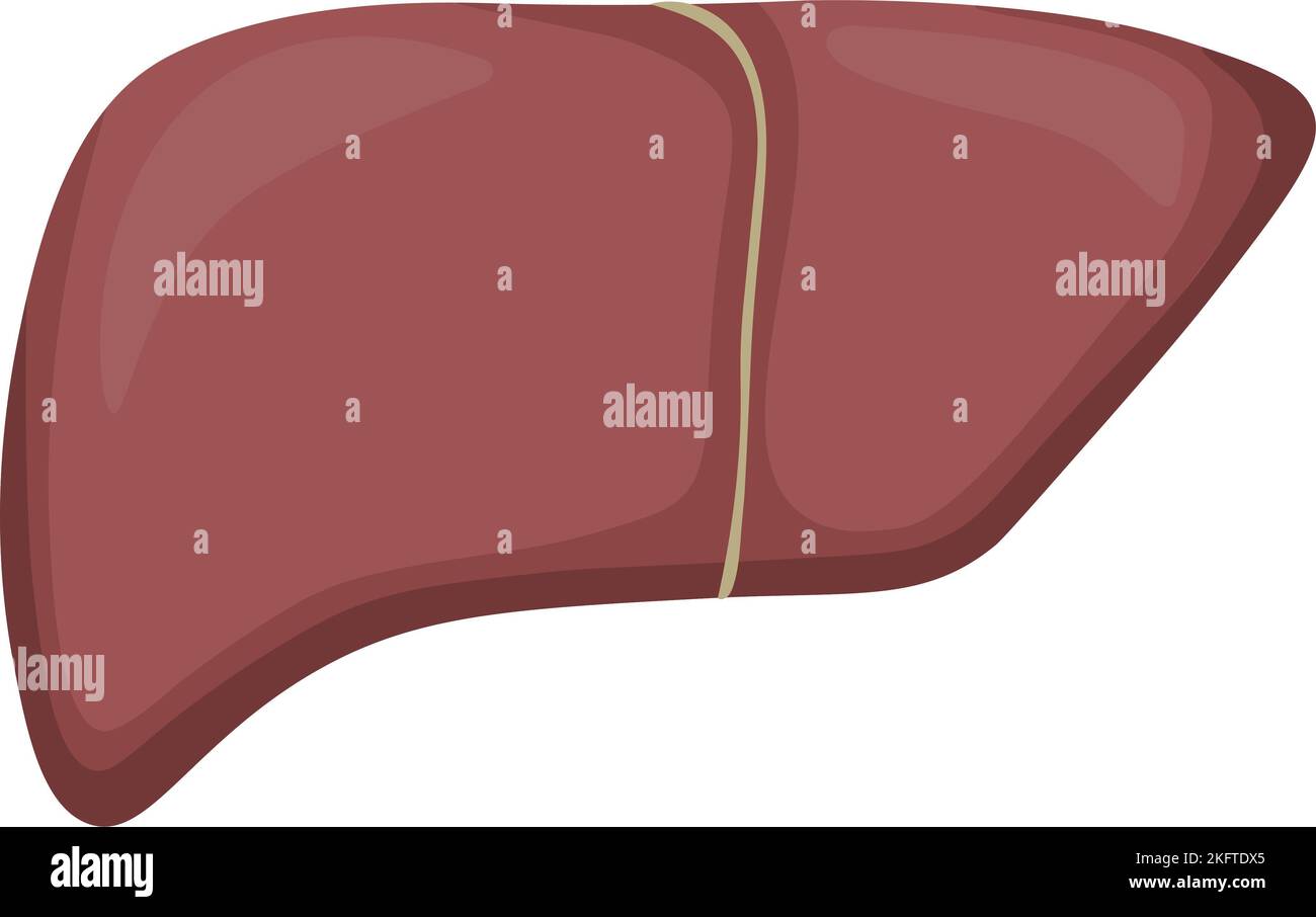 Gesunde Organ Medizin Leber Stockfoto