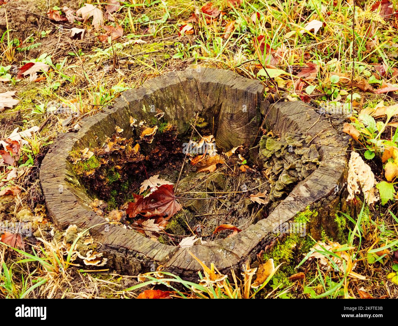 Alter ausgehöhlter Stumpf mit Pilzen und heruntergefallenen Blättern im Inneren Stockfoto