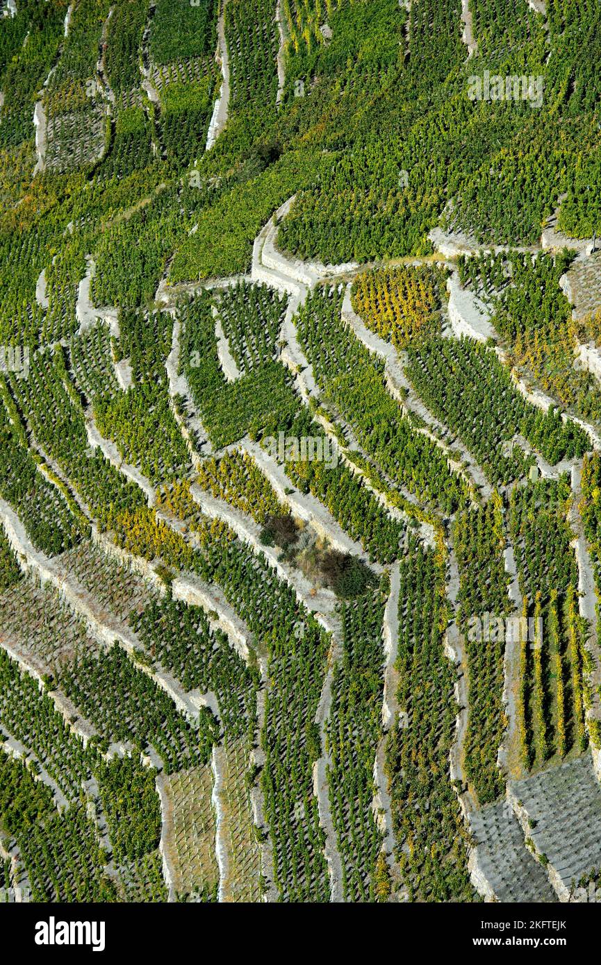 Kleine Weinberge auf dem höchsten Weinberg der Schweiz, Bächij, Heidadorf Visperterminen, Wallis, Schweiz Stockfoto