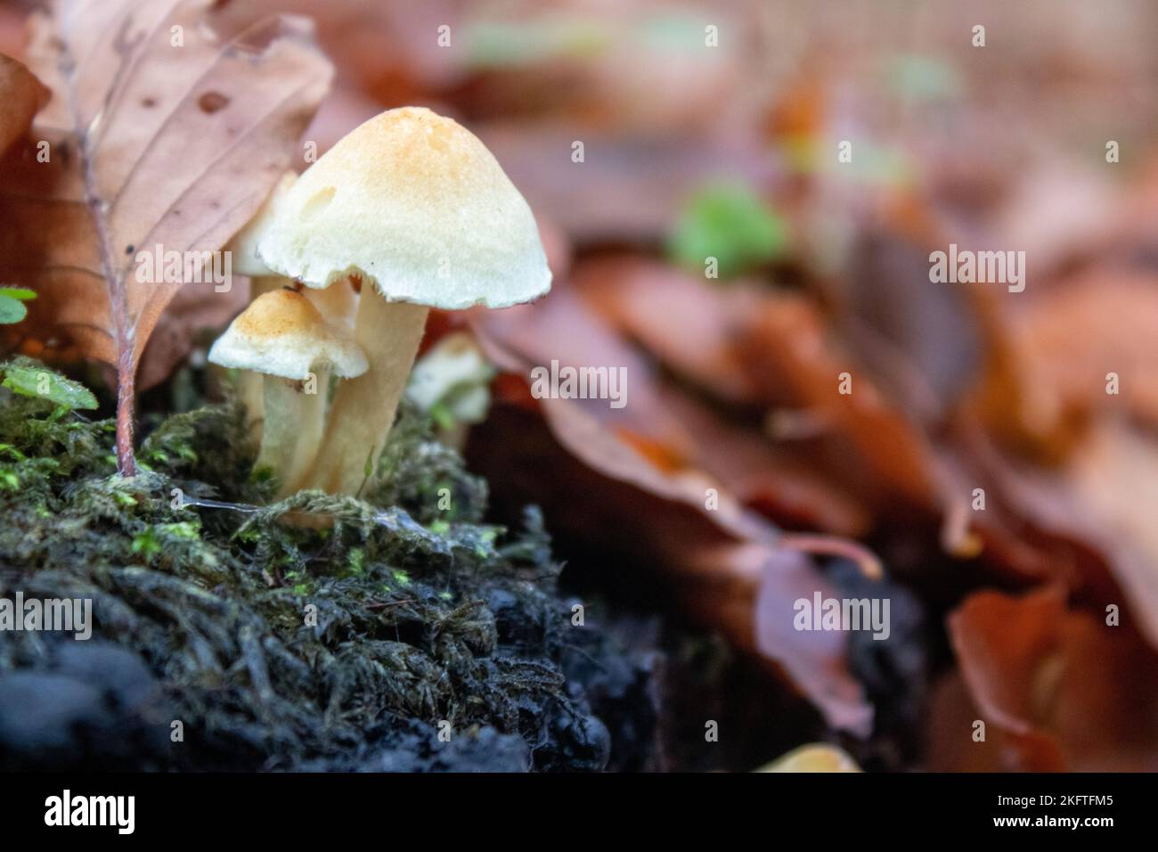 Gelbweiße Pilze im Wald. Ungenießbare Pilze-Nahaufnahmen. Stockfoto