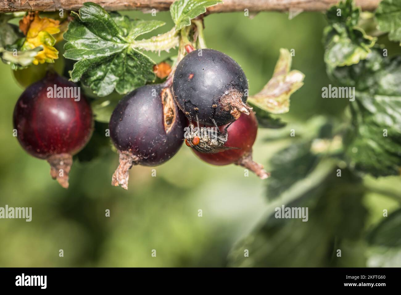 Makrodetails Nahaufnahme einer Fliege, die auf reifen schwarzen roten Beeren aus Jochbeere sitzt, ein Kreuz aus Johannisbeere und Stachelbeere, Deutschland Stockfoto
