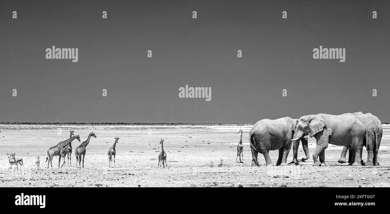 Panorama der afrikanischen Elefanten und Giraffen auf den riesigen Etosha-Ebenen in Schwarz und Weiß Stockfoto