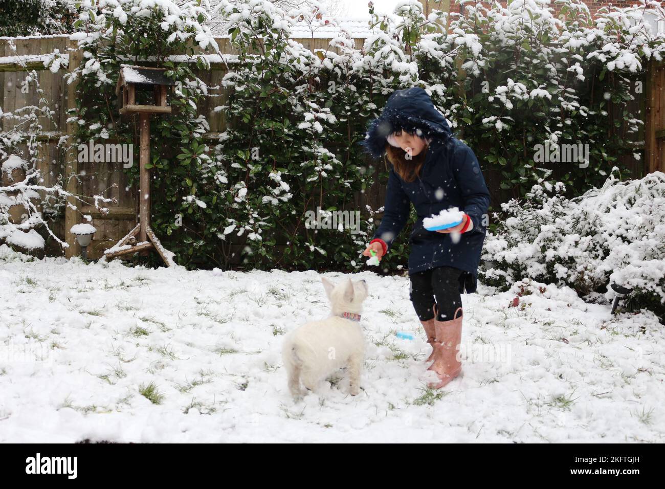 Ein junges Mädchen, das mit einem weißen Welpen im Schnee spielt Stockfoto