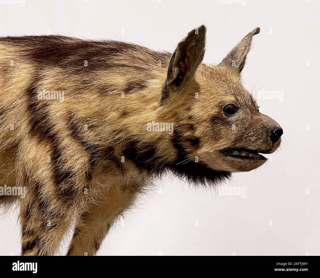 Kopfportrait einer gefüllten gestreiften Hyäne Hyena Hyena mit einem schlichten weißen Hintergrund Stockfoto