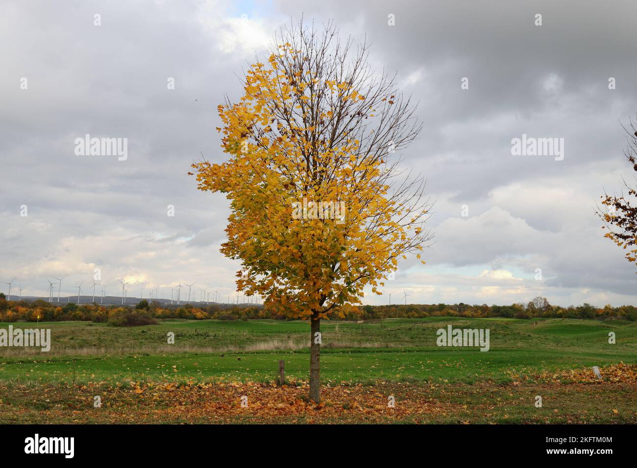 Weitwinkelansicht eines kleinen Baumes mit herbstlichen Blättern vor einem grünen Rasen Stockfoto
