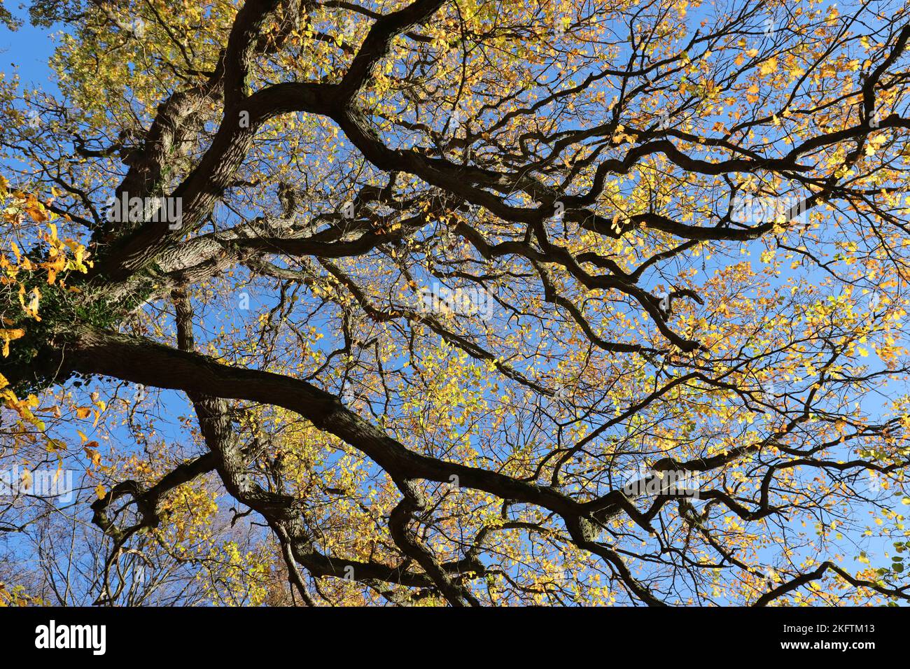 Blick von unten in die bizarr gewachsenen Äste einer alten Eiche mit goldgelber Herbstfarbe vor einem blauen Himmel Stockfoto