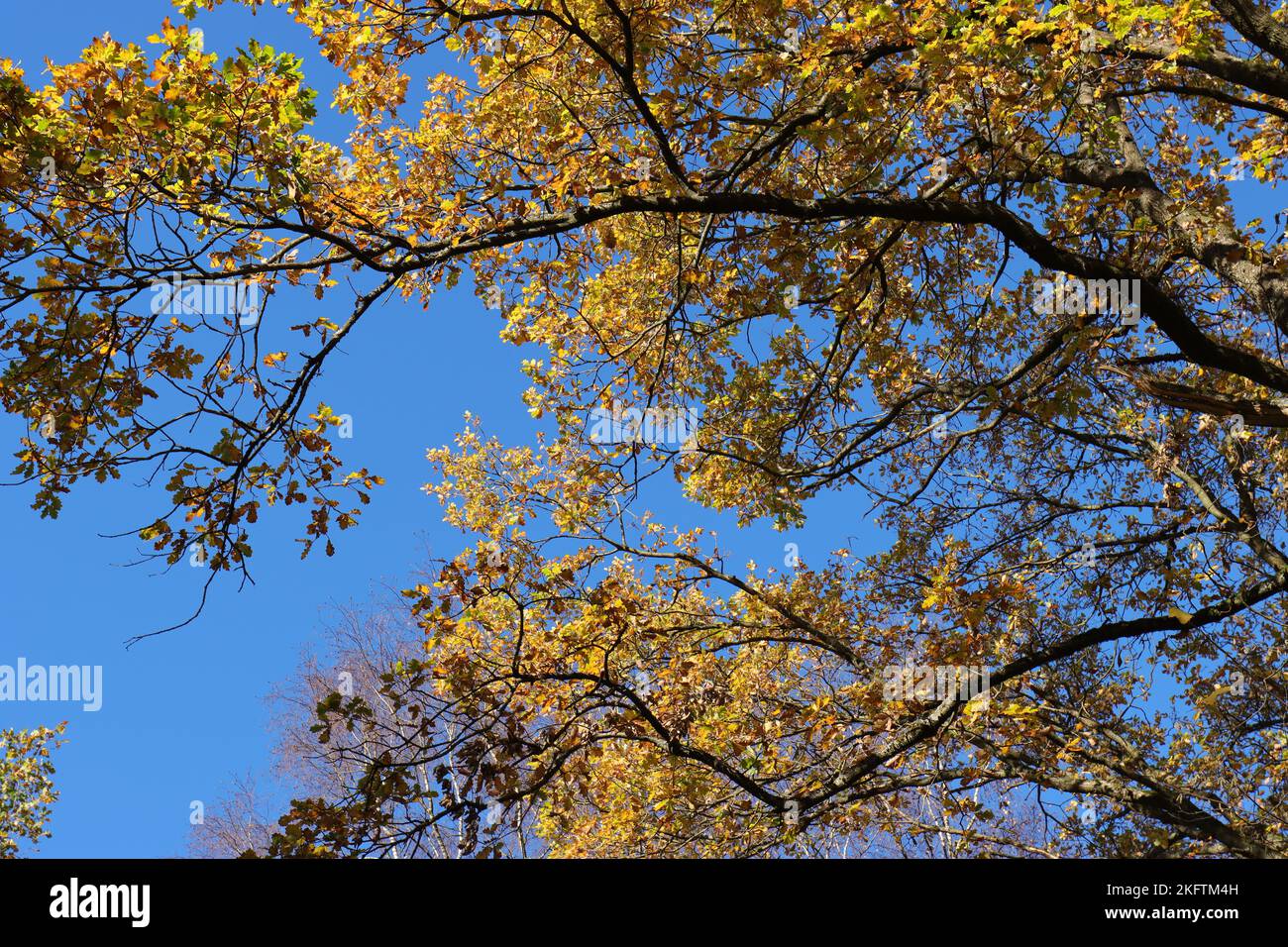 Schöne Äste einer Eiche mit goldgelber Herbstfarbe gegen einen blauen Himmel, Blick von unten Stockfoto