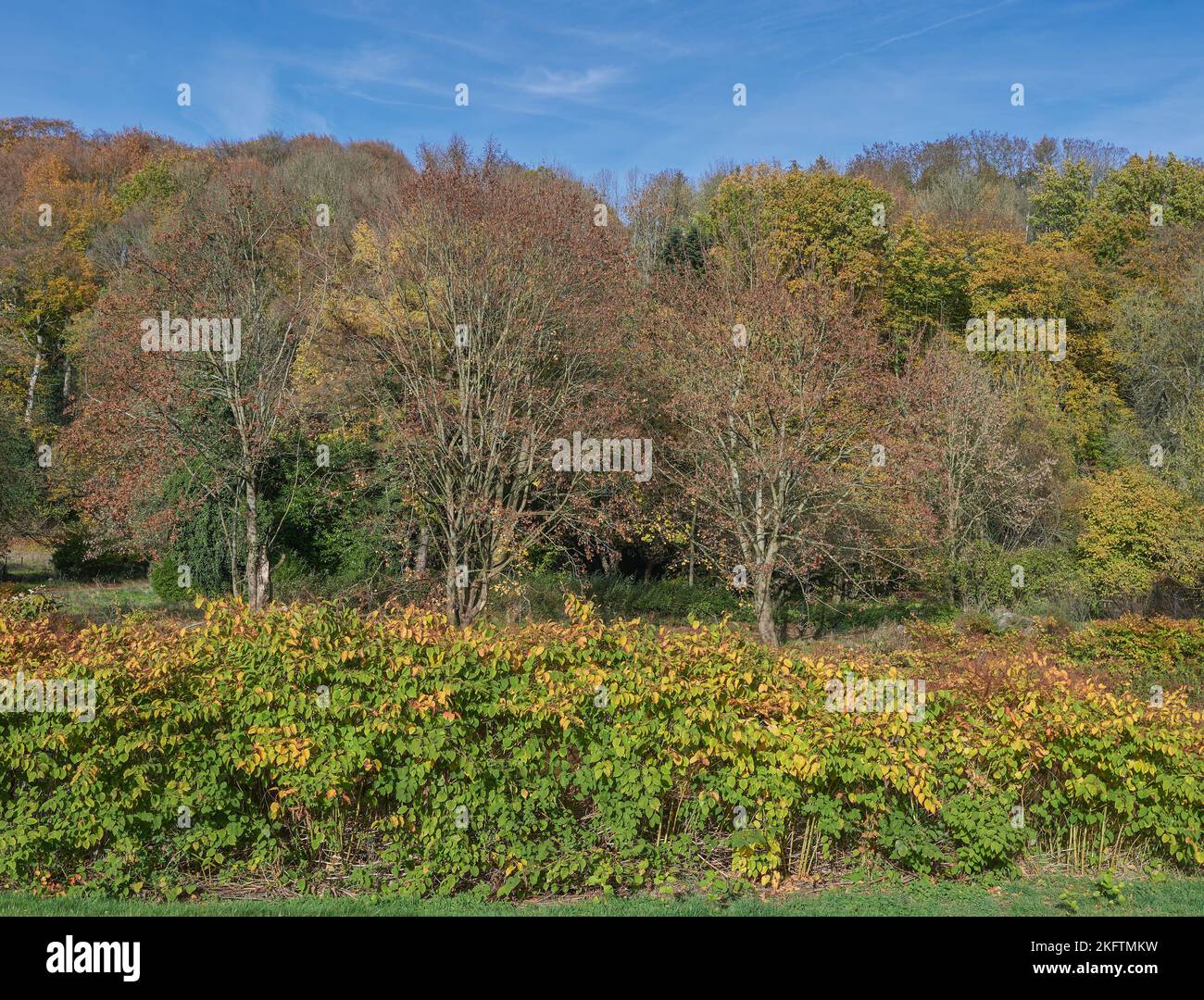 japanischer Knorpel (Fallopia japonica), im Herbst am Wupper River, Bergisches Land, Deutschland Stockfoto