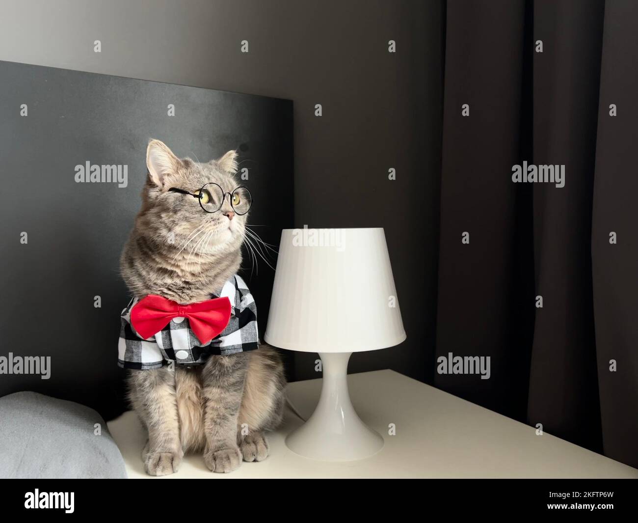 Eine schottische geradohrige graue Katze mit Brille, einem schwarz-weißen Hemd und einer roten Krawatte sieht aus wie ein Boss. Haustiere in einem gemütlichen, modernen Apartment Stockfoto