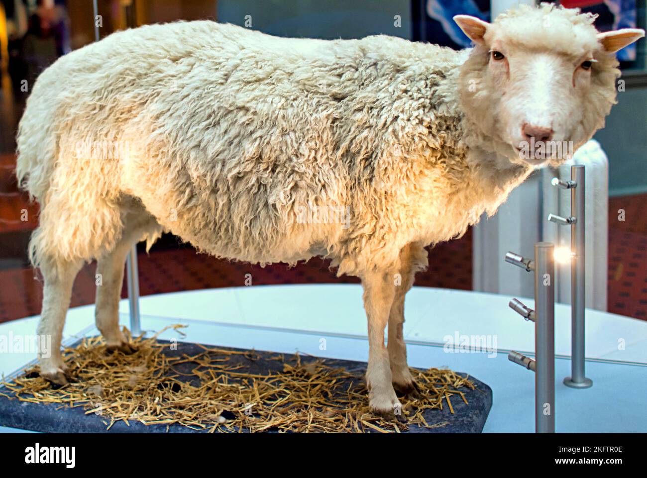 Dolly the Sheep das erste geklonte Tier, das als Tierpräparat des Schottlands, Chambers St, Edinburgh EH1 1JF, erhalten wurde Stockfoto