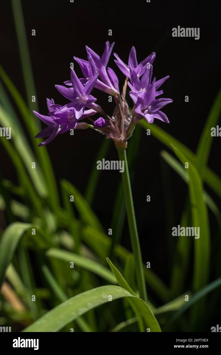 Nahaufnahme von lila rosa Thulbagia violacea aka Society Knoblauch oder rosa Agapanthus Blumen isoliert in hellem Sonnenlicht auf dunklem natürlichen Hintergrund Stockfoto