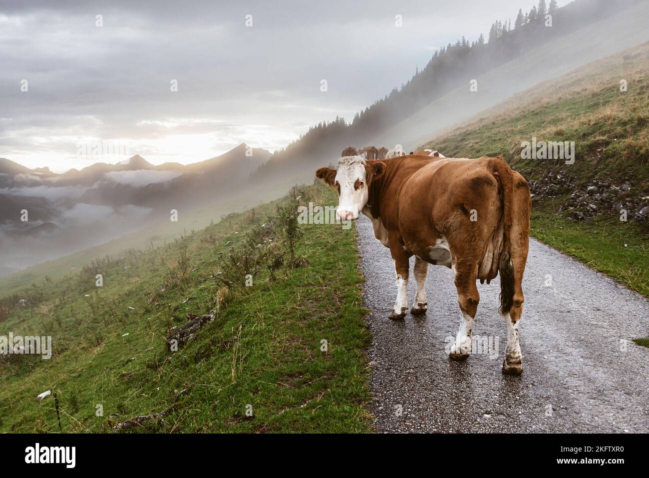 Eine braun gefleckte Rinderkuh geht nach einem Gewitter durch den Nebel entlang einer Straße zu den Almwiesen und schaut in die Kamera, Ackernalm Stockfoto
