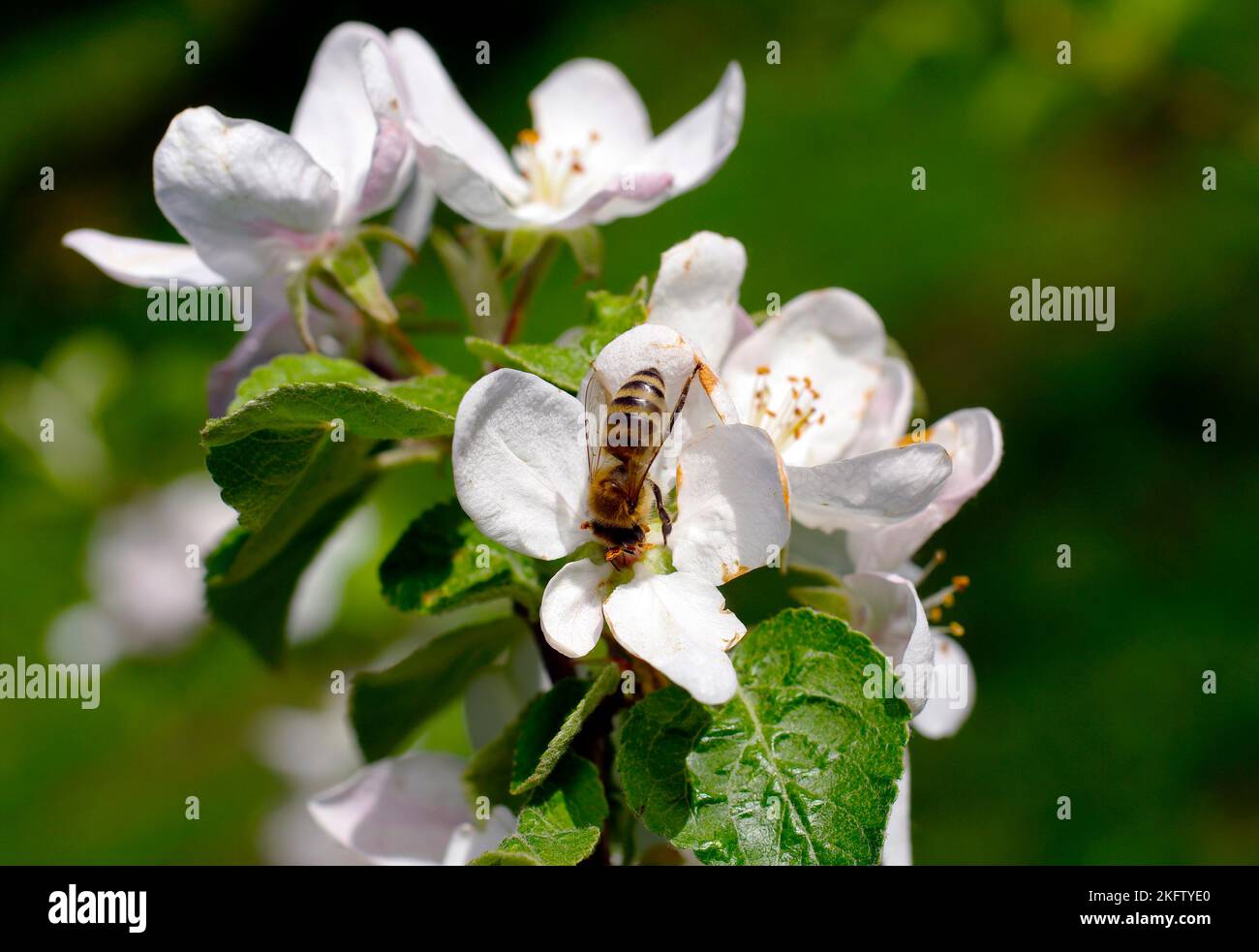 Eine Biene auf einem Blütenstand eines weißen Apfelbaums (Malus domestica) Stockfoto