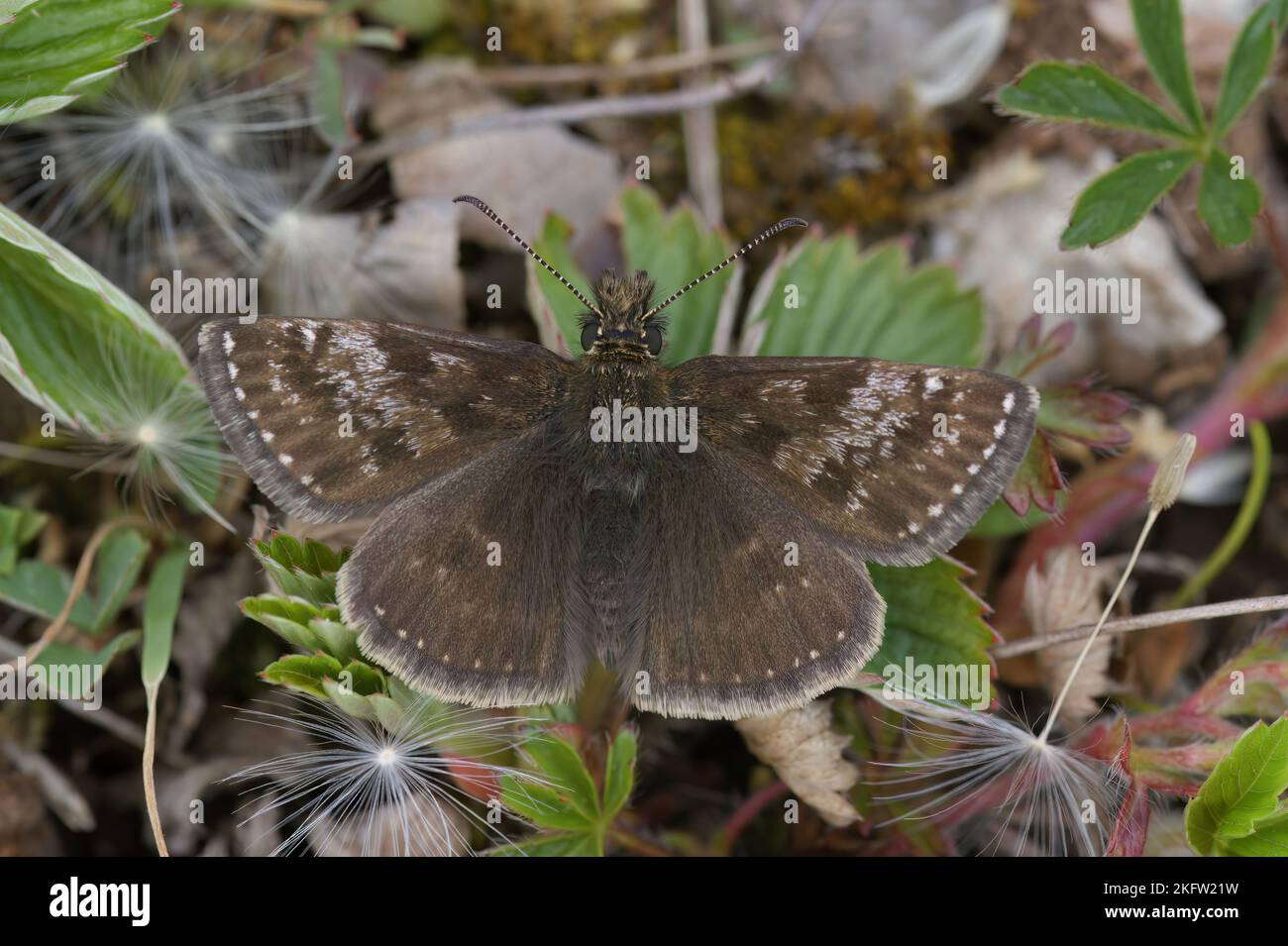 Natürliche Nahaufnahme des kleinen braunen, schmuddeligen Schifferschmetterlings, Erynnis tages sitzt auf dem Boden Stockfoto