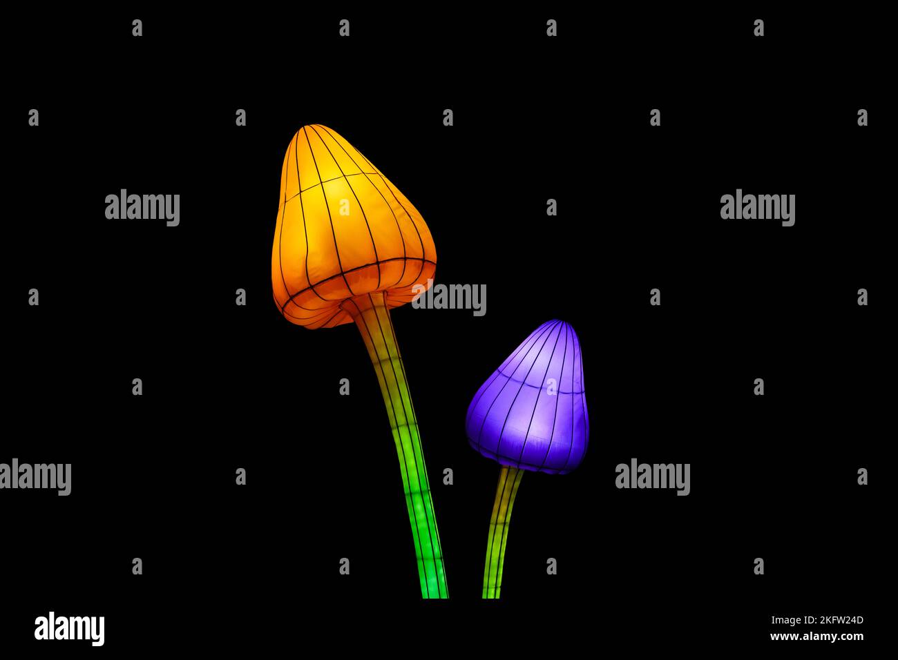 Blick auf eine leichte Installation von Feenpilzen isoliert auf schwarzem Hintergrund. Papierfiguren psychedelischer Pilze, die im Dunkeln leuchten Stockfoto