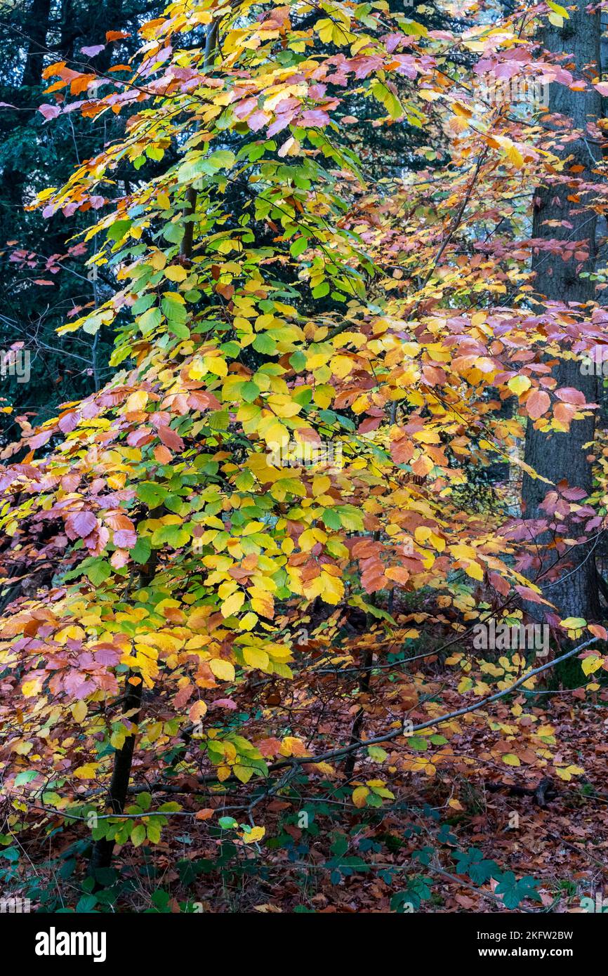 Eine einzelne Buche mit schönen farbigen Blättern im Herbst Stockfoto