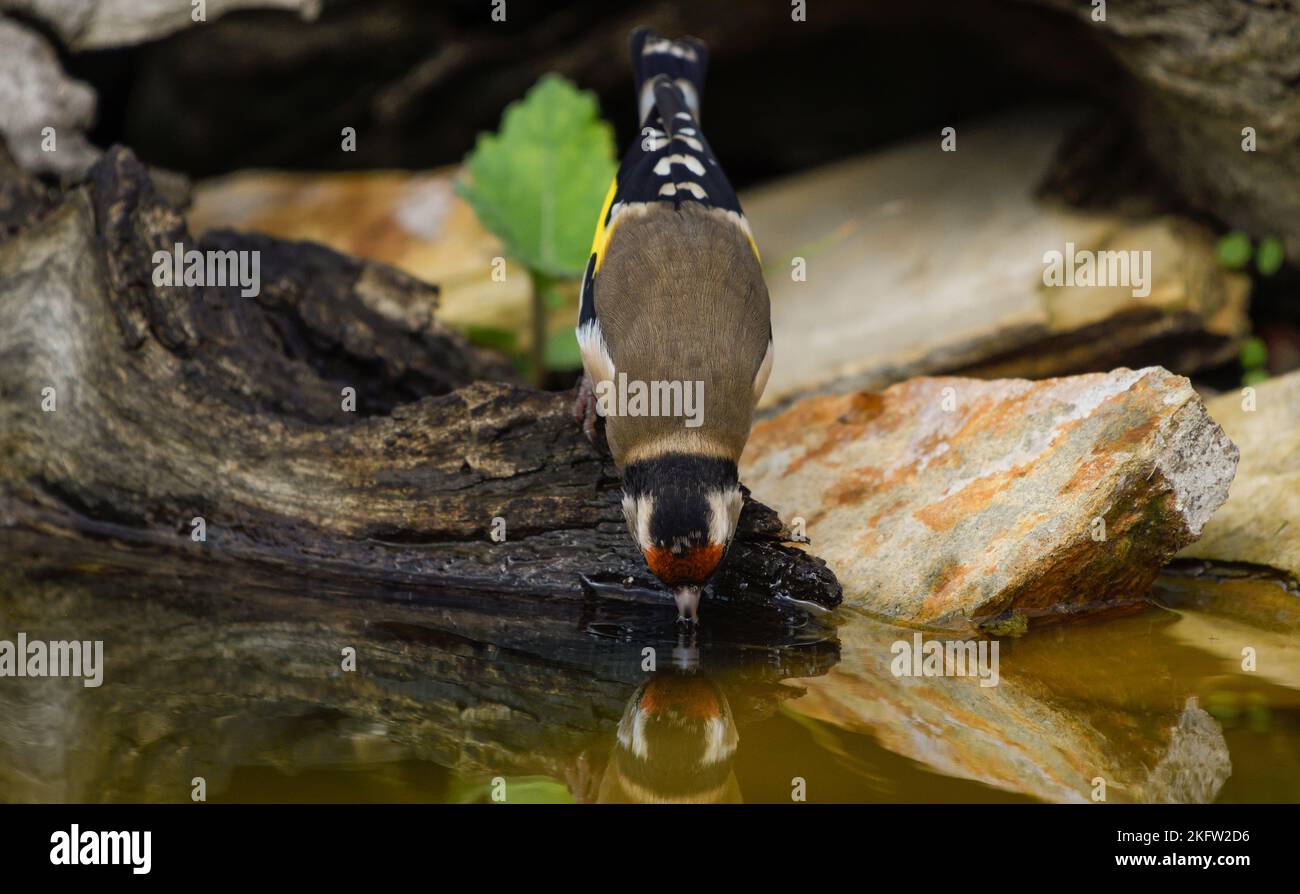 Nahaufnahme eines Goldfinkens, der Wasser an einem Brunnen trinkt Stockfoto