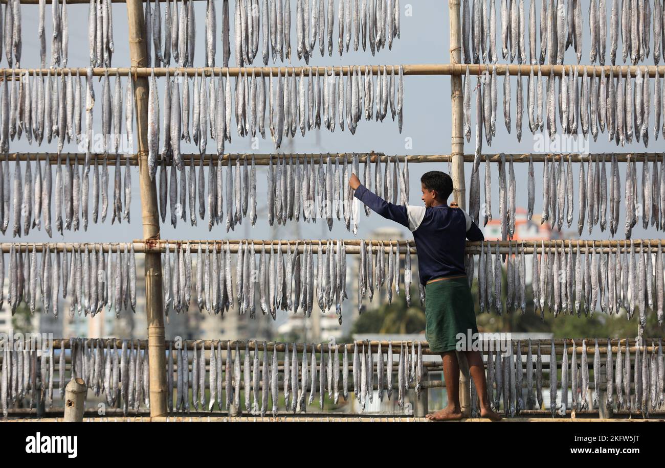 Fische hängen in der Nazirartek Dry Fish Plant in Chattogram, Bangladesch, um getrocknet zu werden. Stockfoto