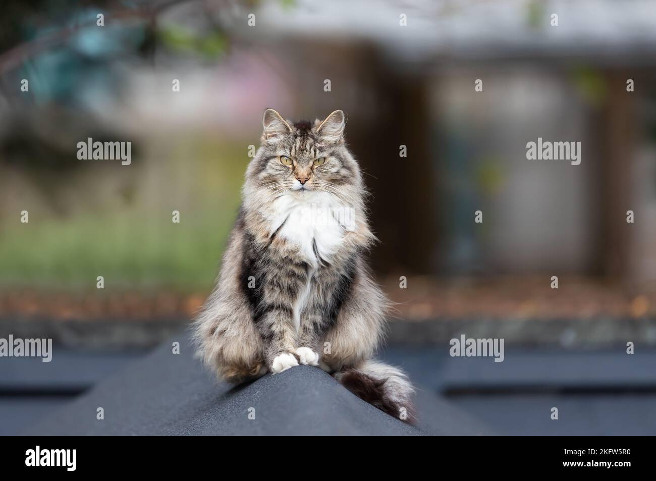 Nahaufnahme einer langhaarigen grauen Hauskatze, die auf einem Schuppen in einem Garten in Großbritannien sitzt. Stockfoto