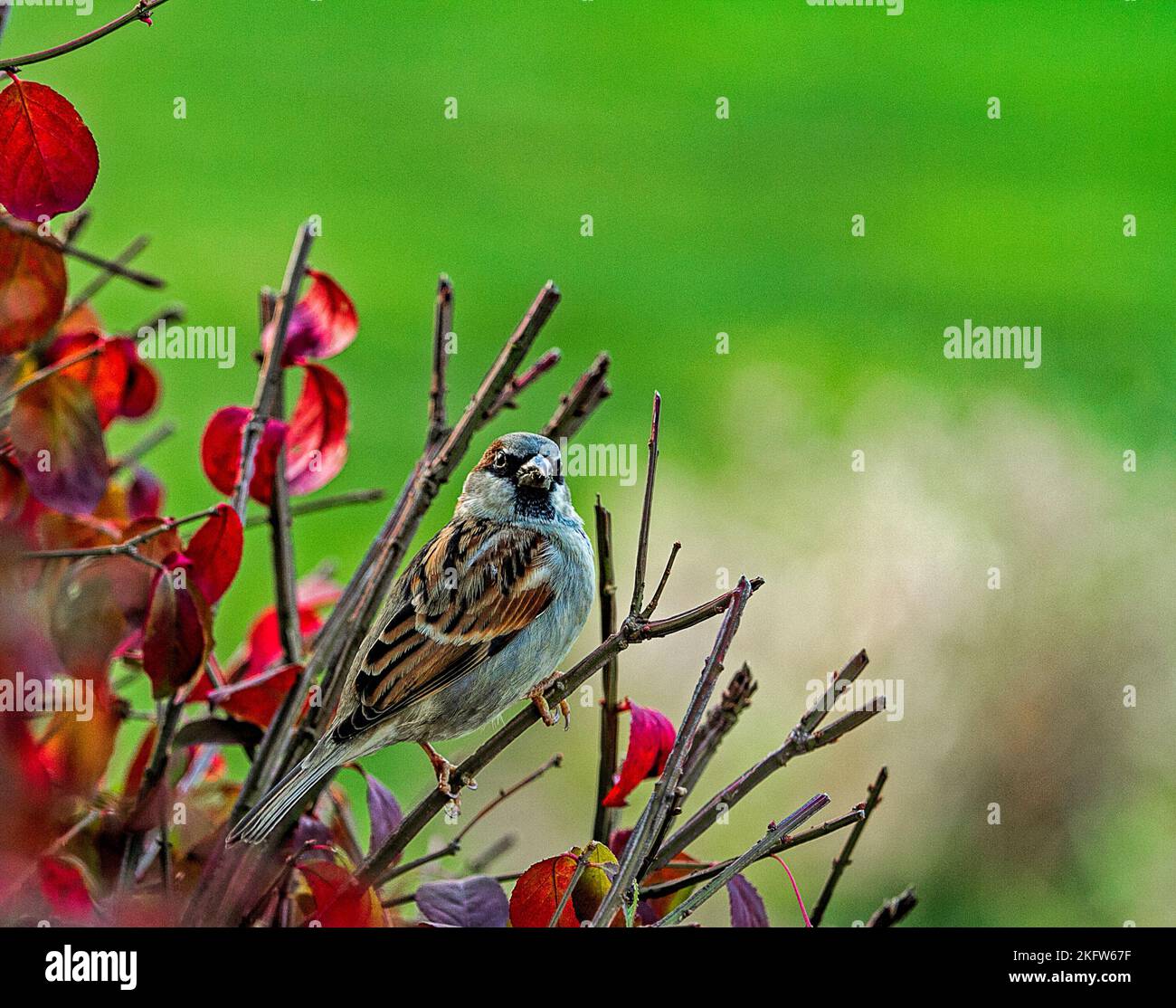 Small Sparrow ist vorsichtig über seine Umgebung, während er sich während der Herbstsaison in einem Busch festkuschelte Stockfoto