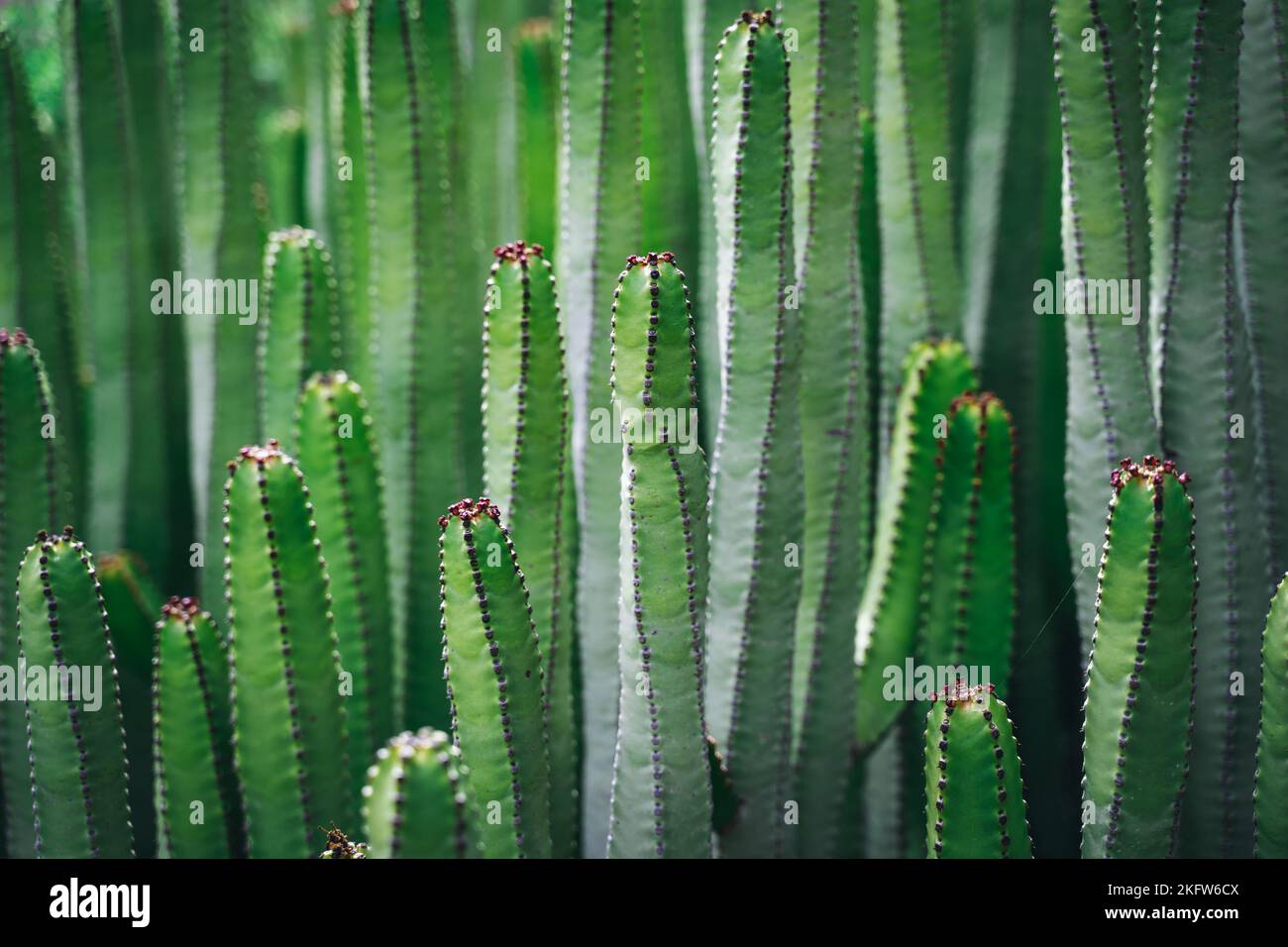 Nahaufnahme, Makrobusch von Kaktus eborbia canariensis. Perfekt gerade Zweige eines immergrünen Pflanzenpeyote. Detailreiche, hochwertige Bilder. Endemisch Stockfoto