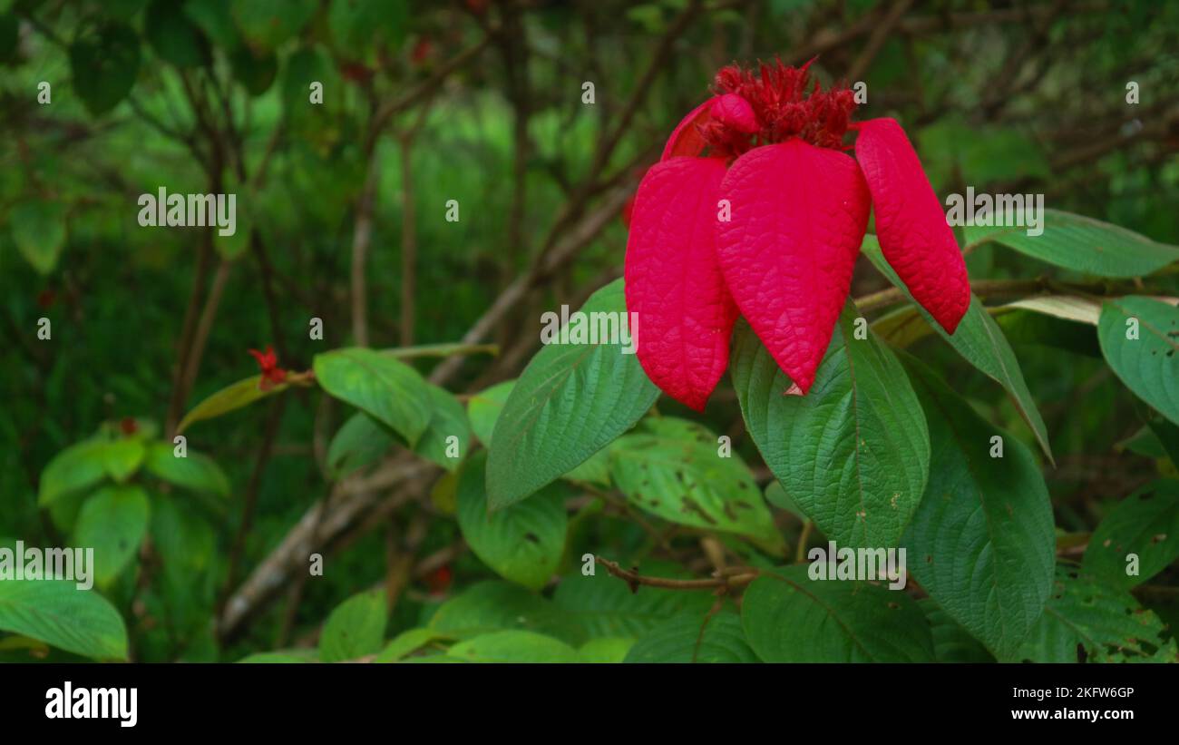 Schöne und erstaunliche rote Mussaenda erythrophylla Blume Stockfoto