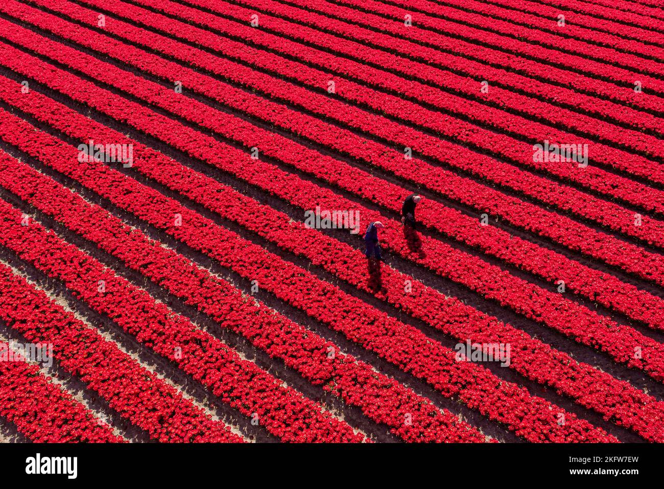 2 Männer arbeiten auf einem Feld mit roten Tulpen in der Nähe von Urk, Niederlande Stockfoto
