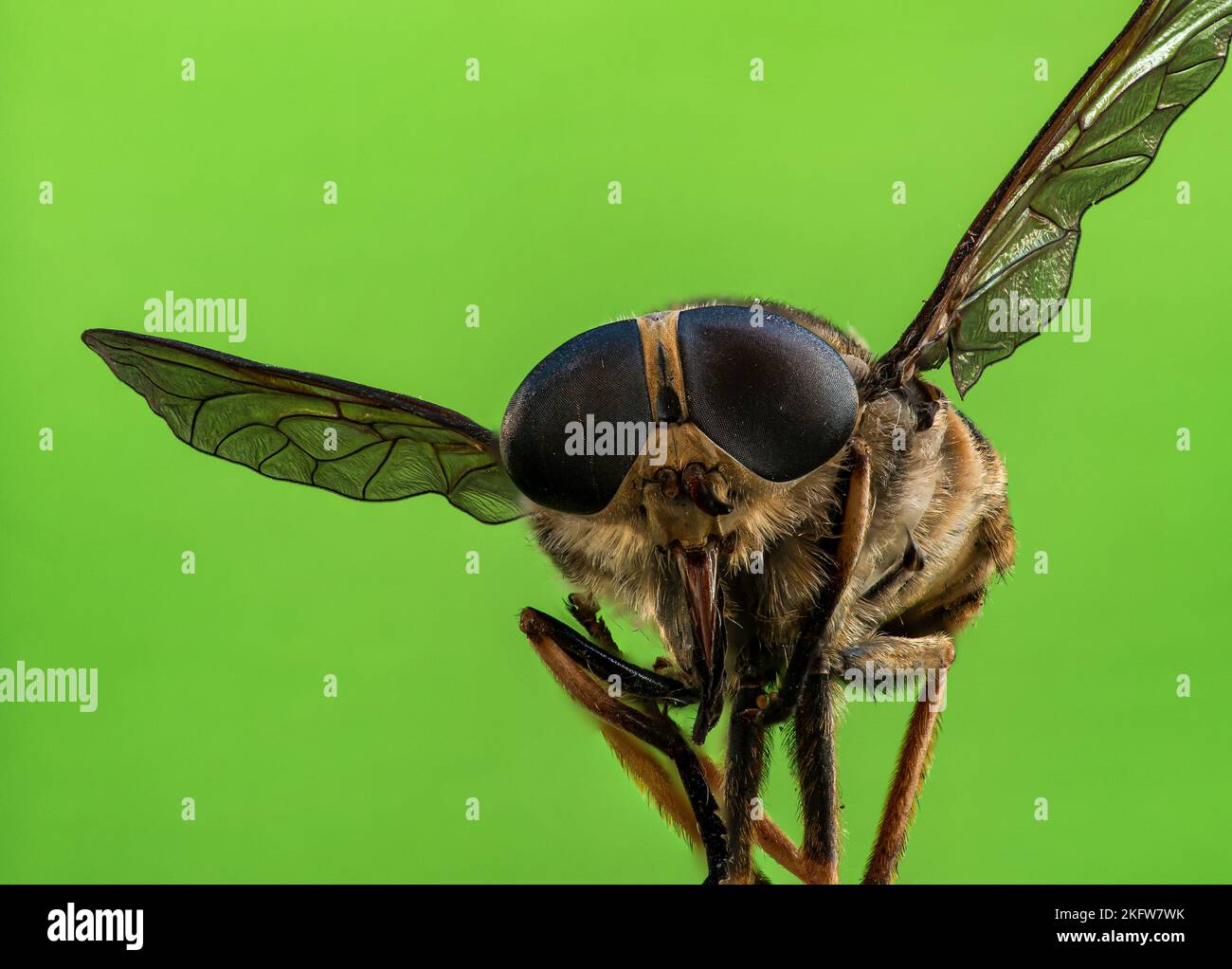 Nahaufnahme einer dunklen Riesenhorsefliege (Tabanus sudeticus) auf grünem Hintergrund Stockfoto