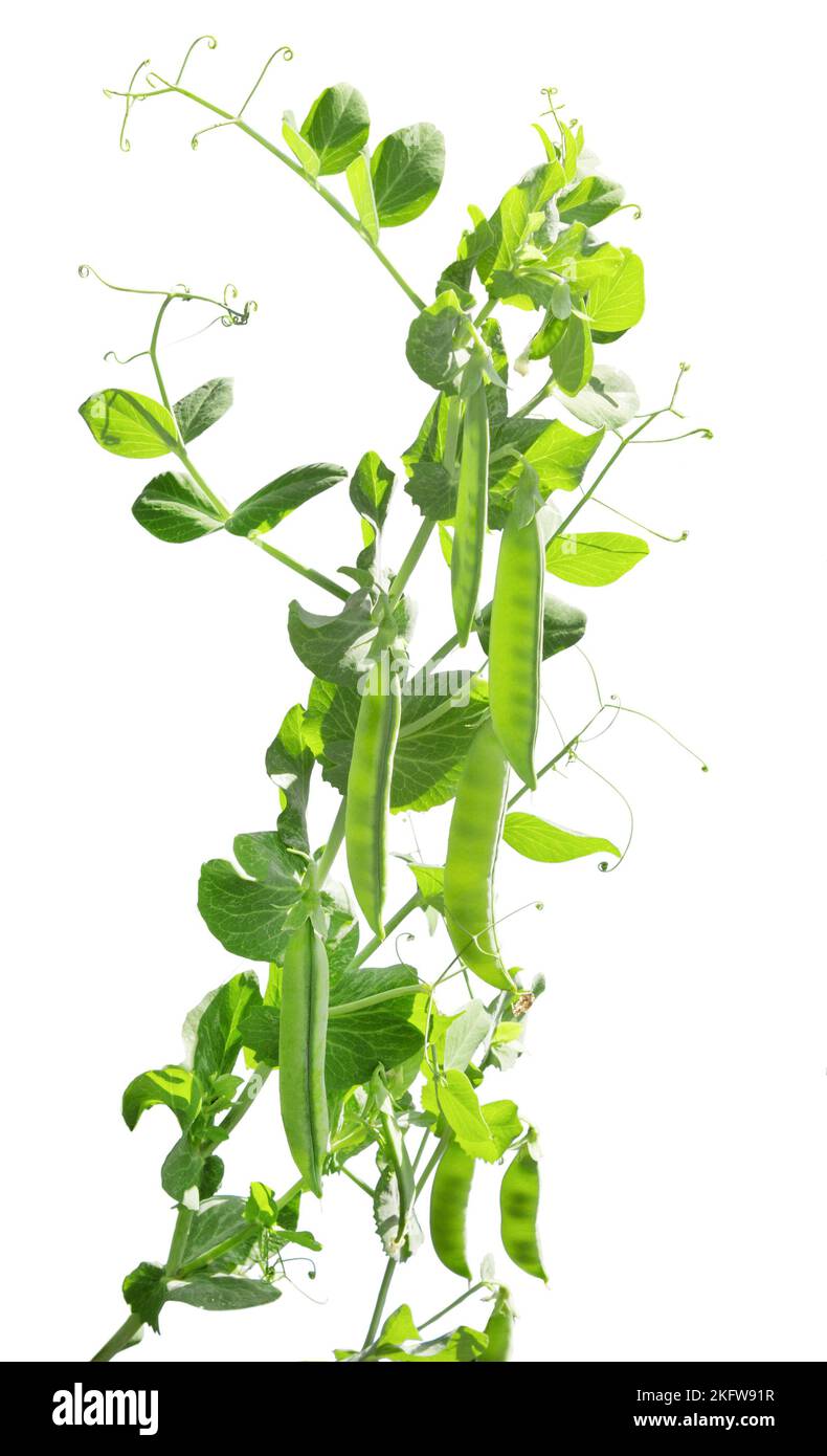 Frische grüne Erbse im Pod isoliert auf weißem Hintergrund. Grüne Erbsen Pods im Sonnenlicht. Stockfoto