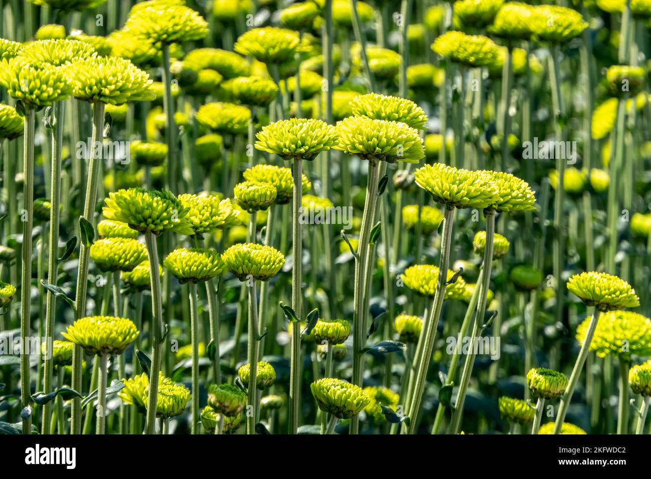 Knospen der Chrysantheme Blüten in grün Nahaufnahme. Plantage von kultivierten Blumen. Israel Stockfoto