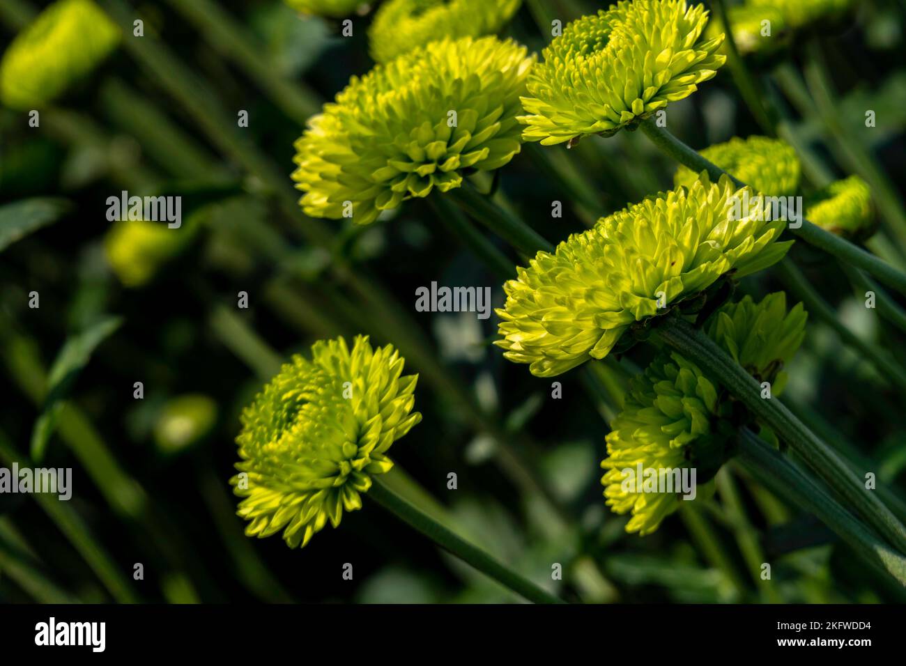 Knospen der Chrysantheme Blüten in grün Nahaufnahme. Plantage von kultivierten Blumen. Israel Stockfoto