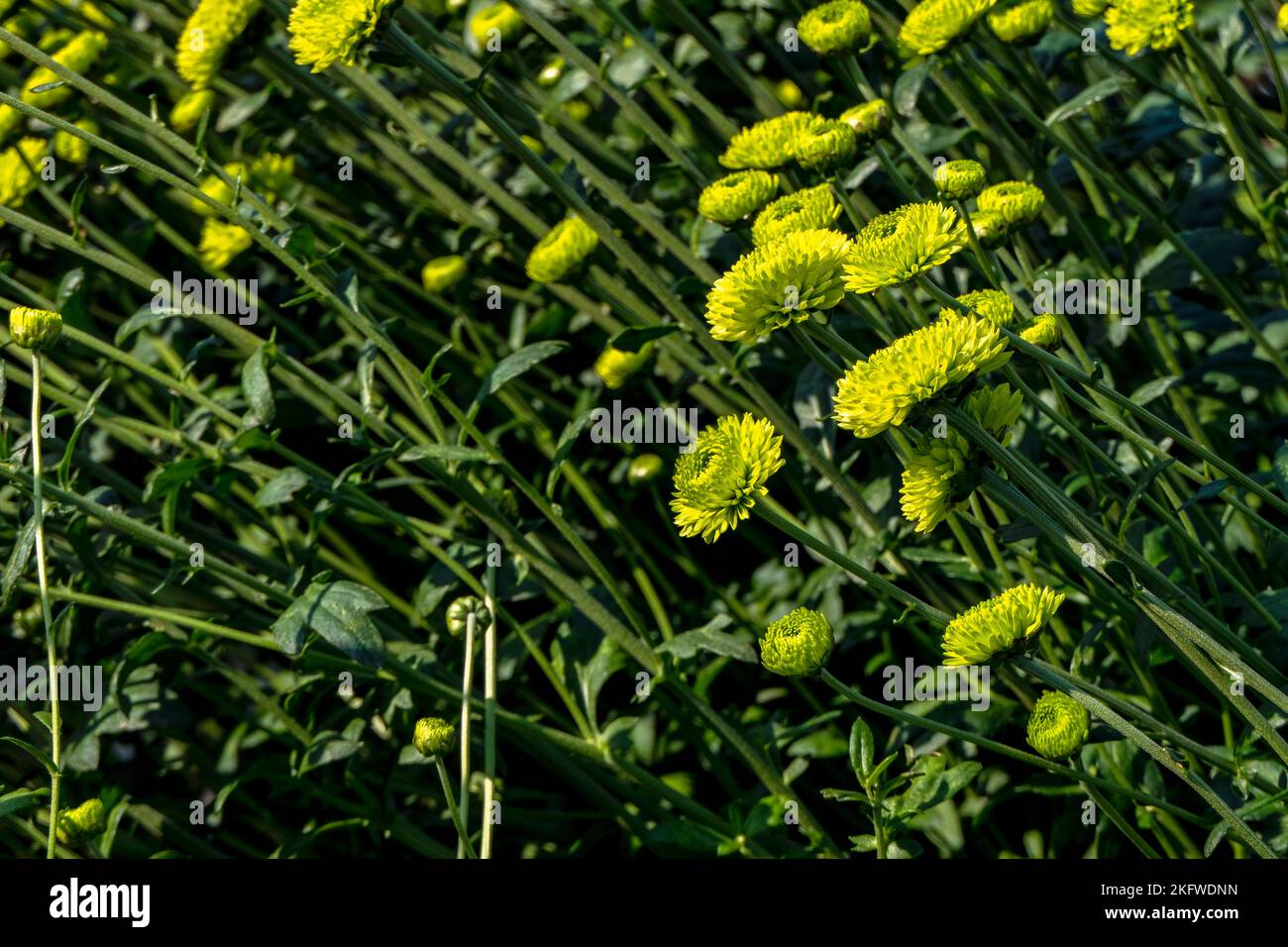 Knospen der Chrysantheme Blüten in grün Nahaufnahme. Plantage von kultivierten Blumen. Israel Stockfoto